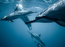 世界杯比赛时间表-被隔离挪威国脚走上阳台 和楼下队友共同庆祝冠军